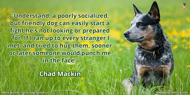 Dog Training Quotes